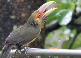 Saffron Toucanet