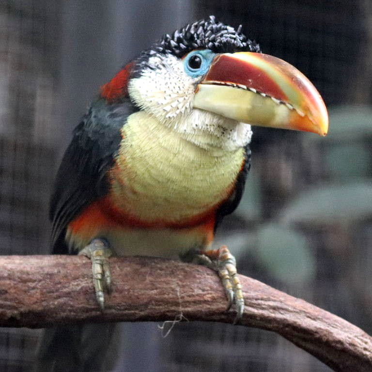 Curl-crested Aracari