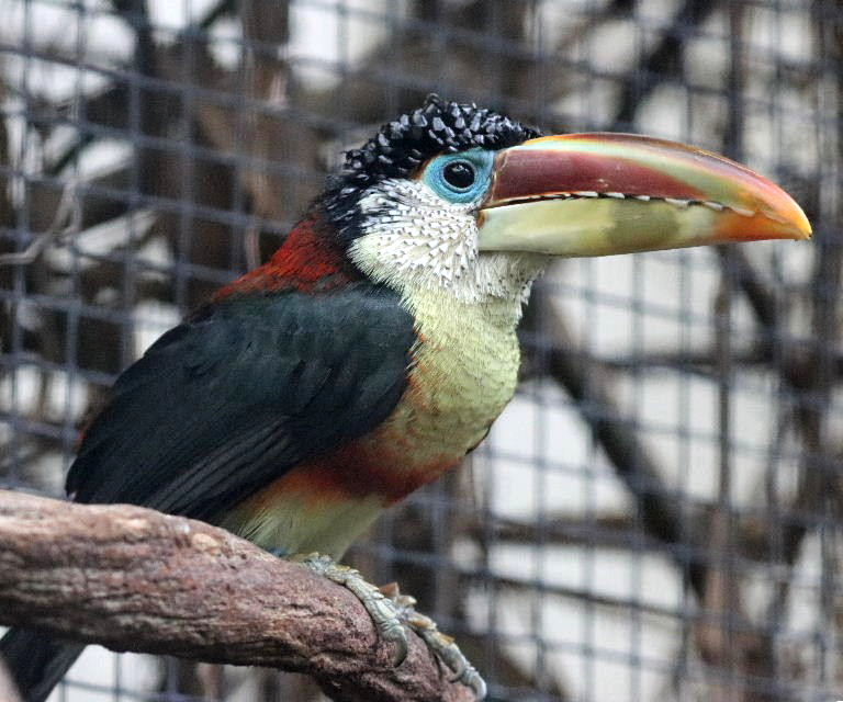 Curl-crested Aracari