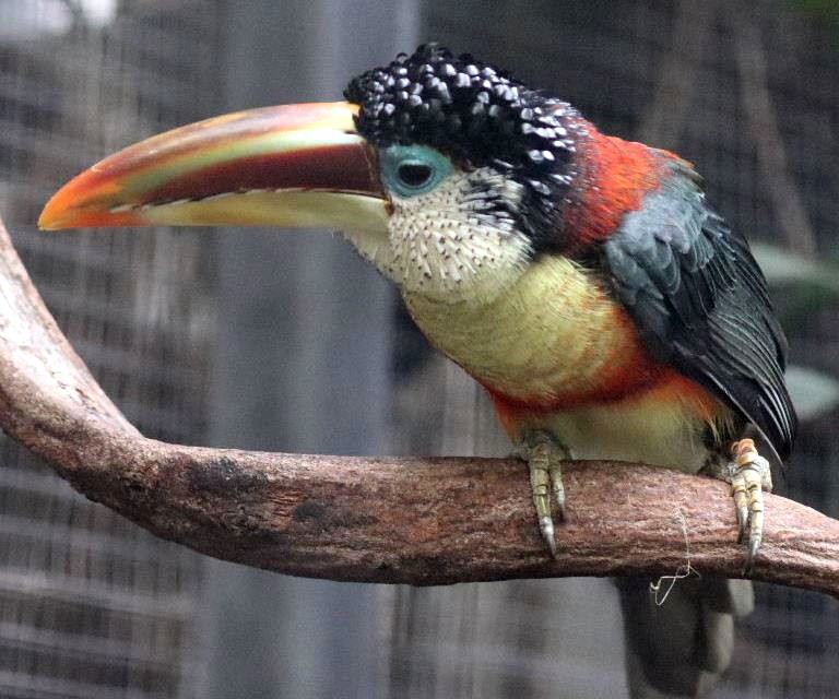 Curl-crested Aracari