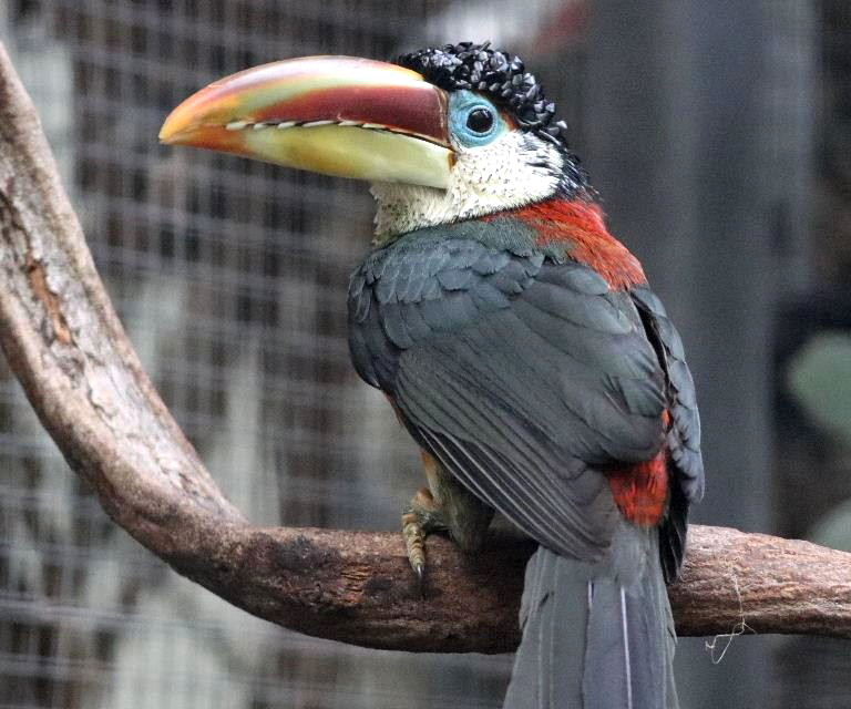 Curl-crested Aracari