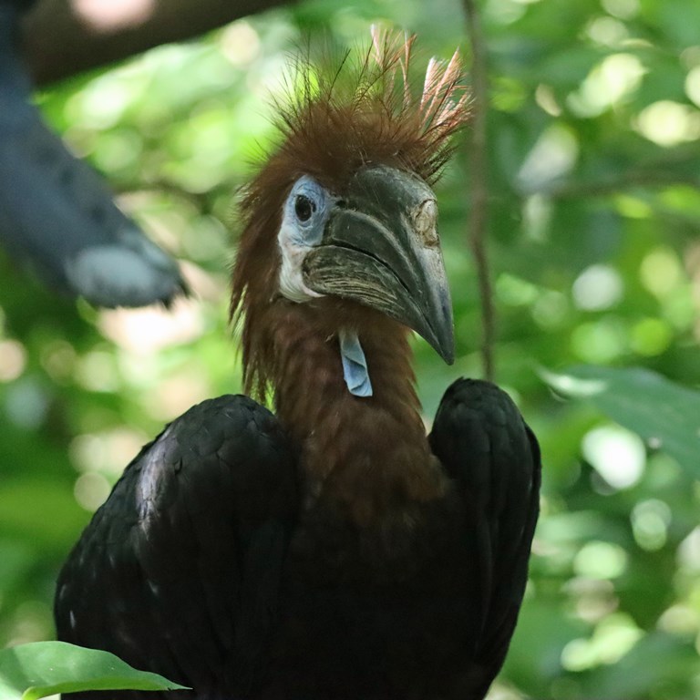 Black-casqued Hornbill