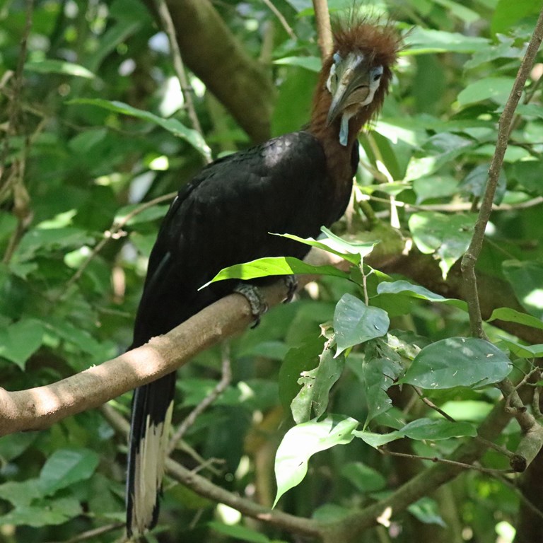 Black-casqued Hornbill