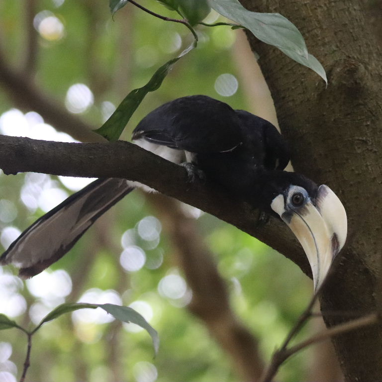 Oriental Pied Hornbill, Singapore Botanic Gardens