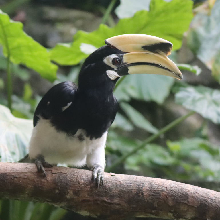 Oriental Pied Hornbill