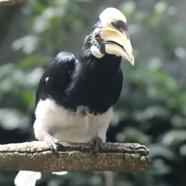 Oriental Pied Hornbill