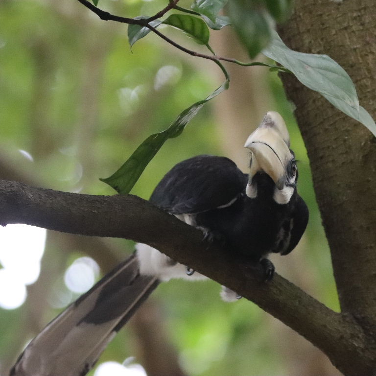 Oriental Pied Hornbill
