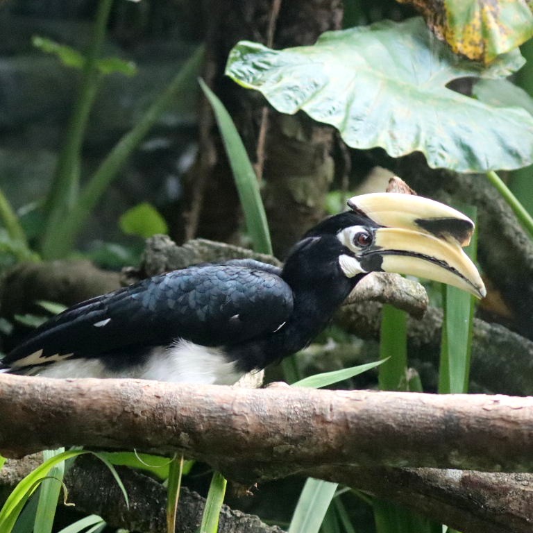 Oriental Pied Hornbill