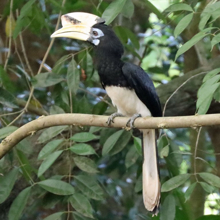 Oriental Pied Hornbill
