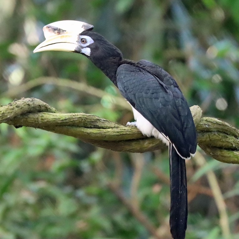 Oriental Pied Hornbill