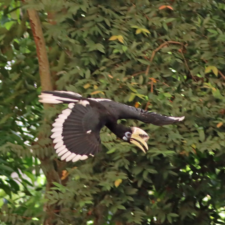 Oriental Pied Hornbill