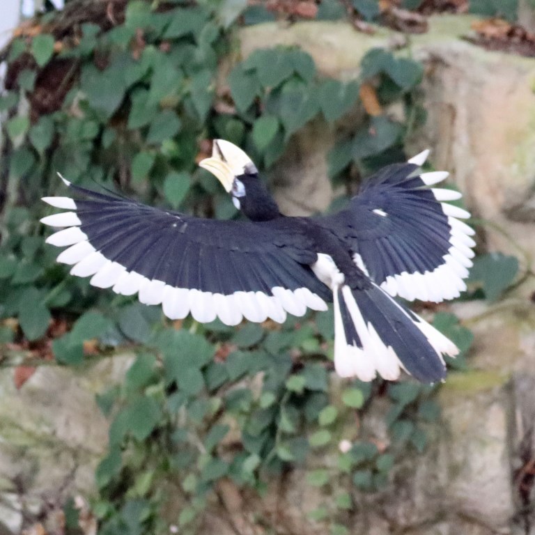 Oriental Pied Hornbill
