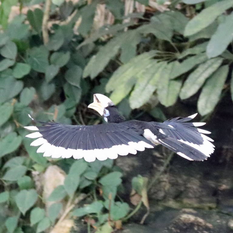 Oriental Pied Hornbill
