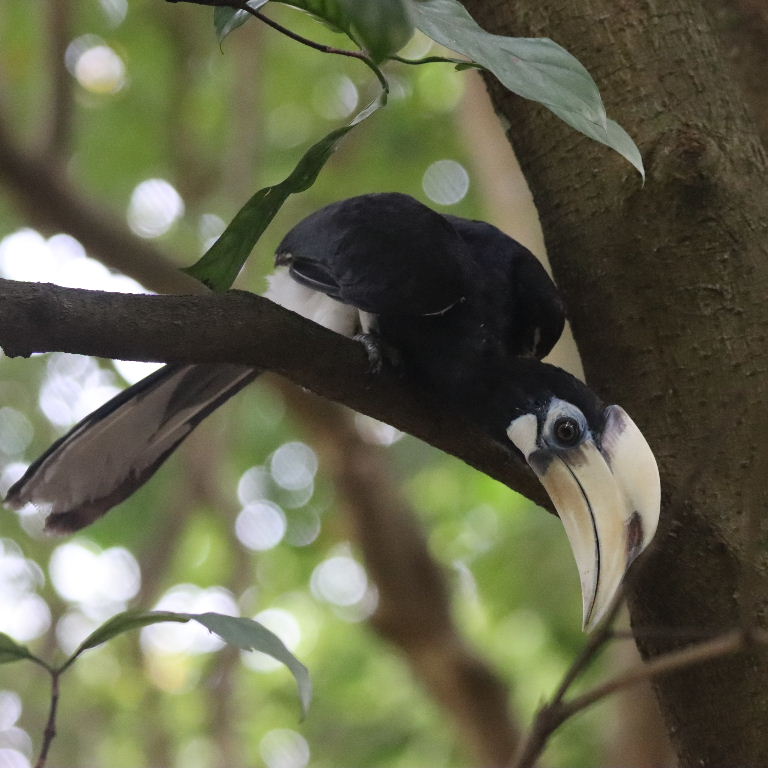 Oriental Pied Hornbill