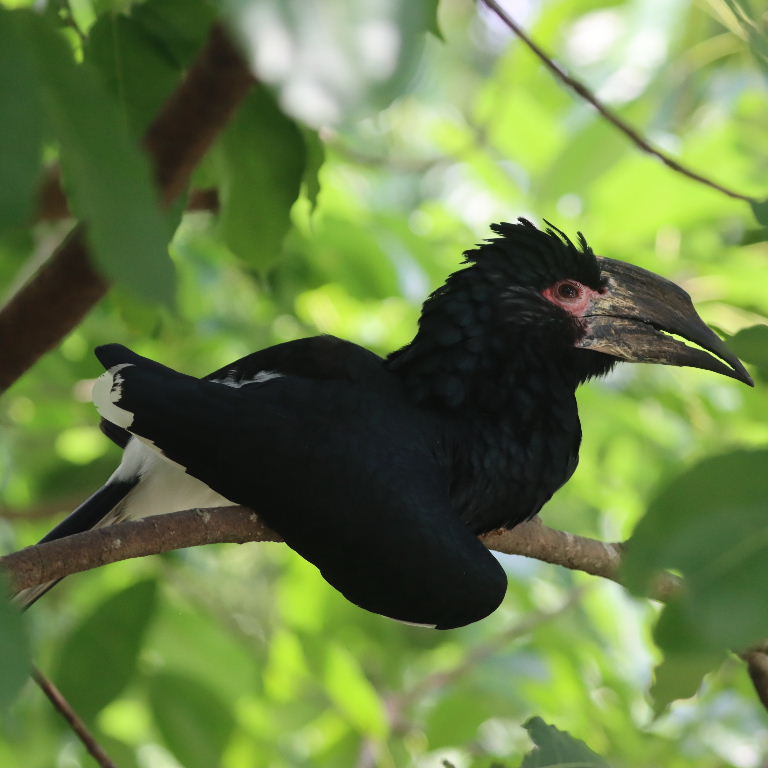 Trumpeter Hornbill