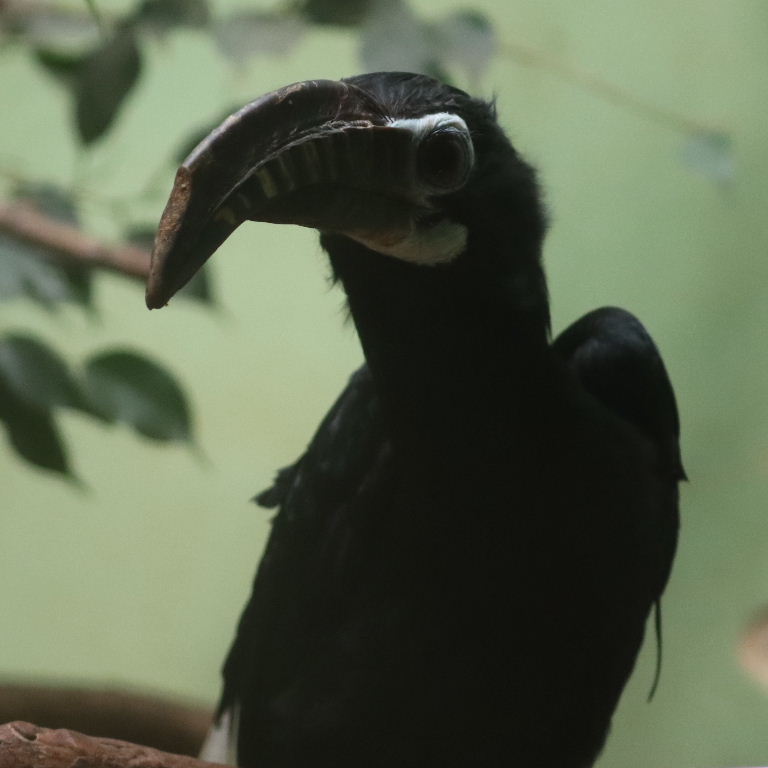 Visayan Tarictic Hornbill female