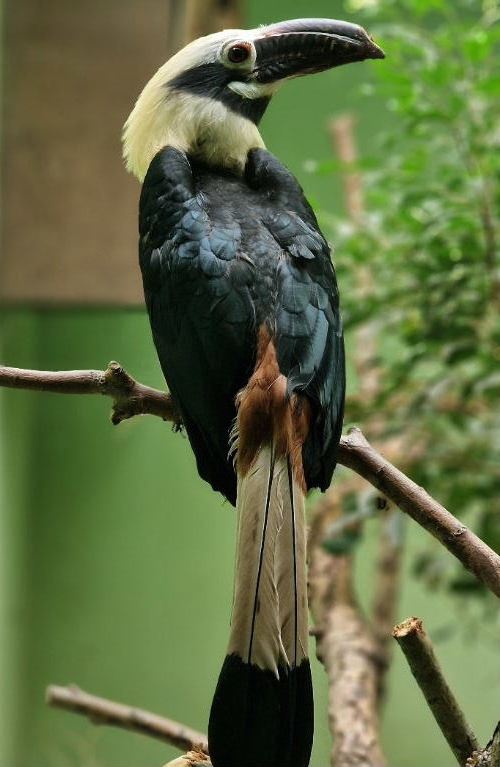 Visayan Tarictic Hornbill male