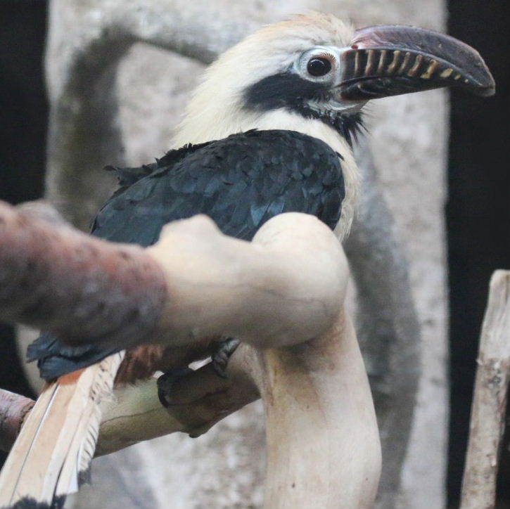 Visayan Tarictic Hornbill male