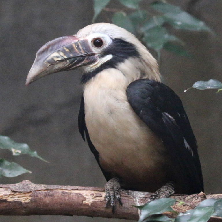 Visayan Tarictic Hornbill