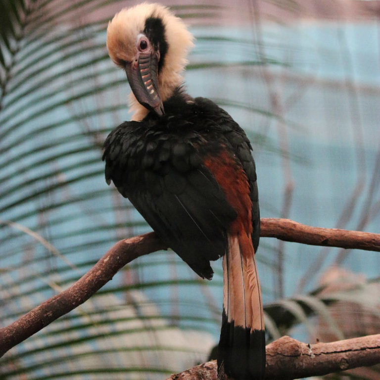 Visayan Tarictic Hornbill