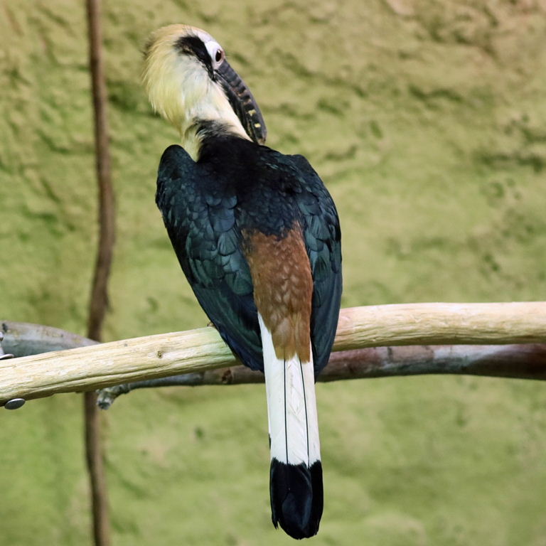 Visayan Tarictic Hornbill