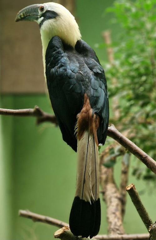 Visayan Tarictic Hornbill