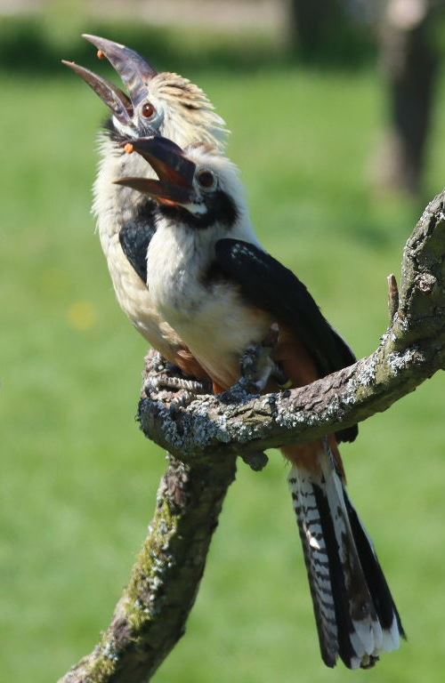 Visayan Tarictic Hornbill juveniles