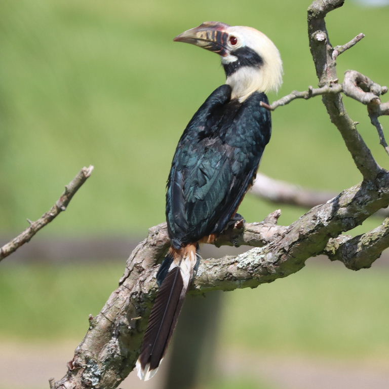 Visayan Tarictic Hornbill