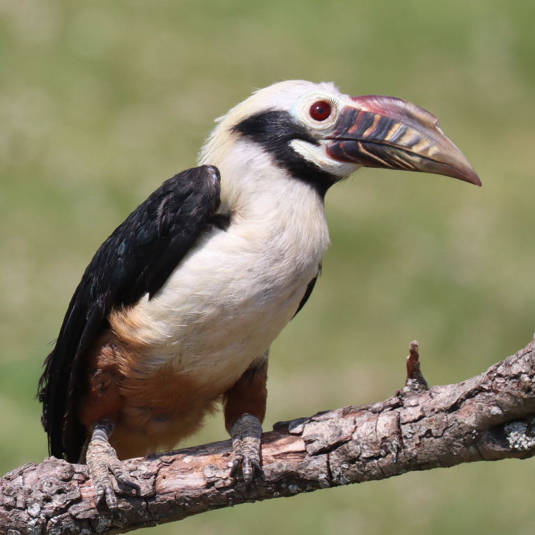 Visayan Tarictic Hornbill male