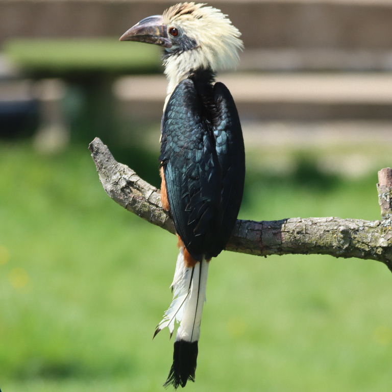Visayan Tarictic Hornbill