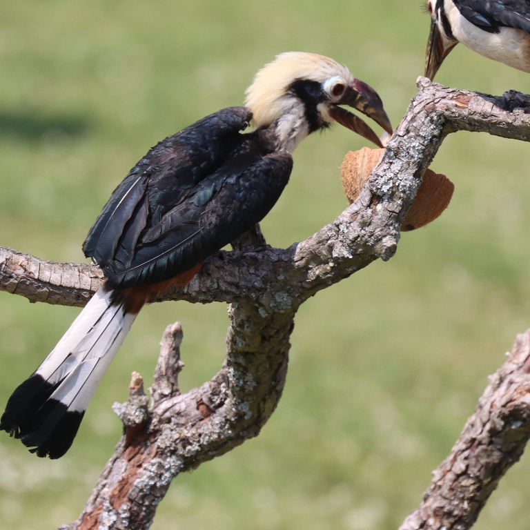 Visayan Tarictic Hornbill