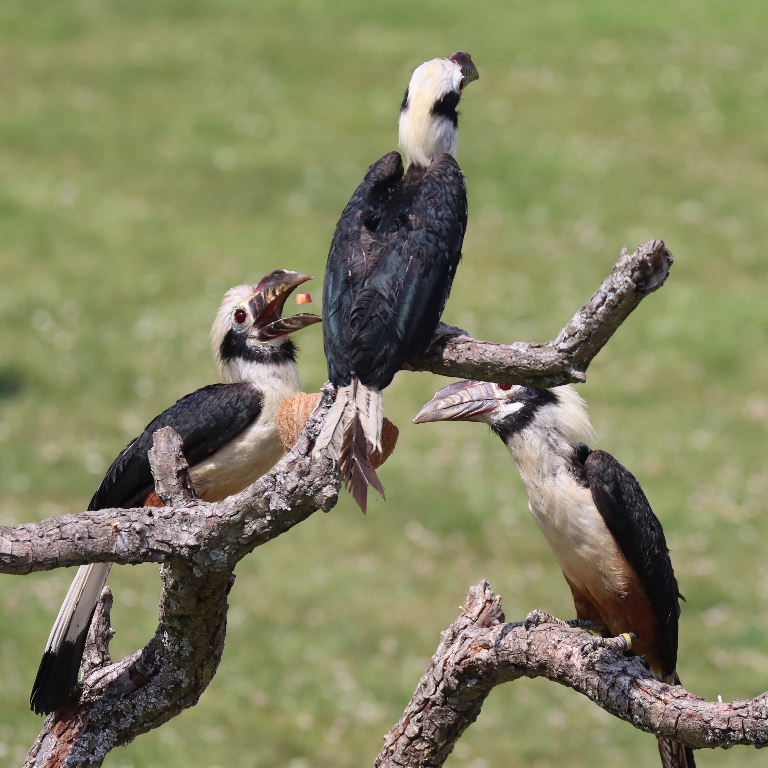 Visayan Tarictic Hornbill