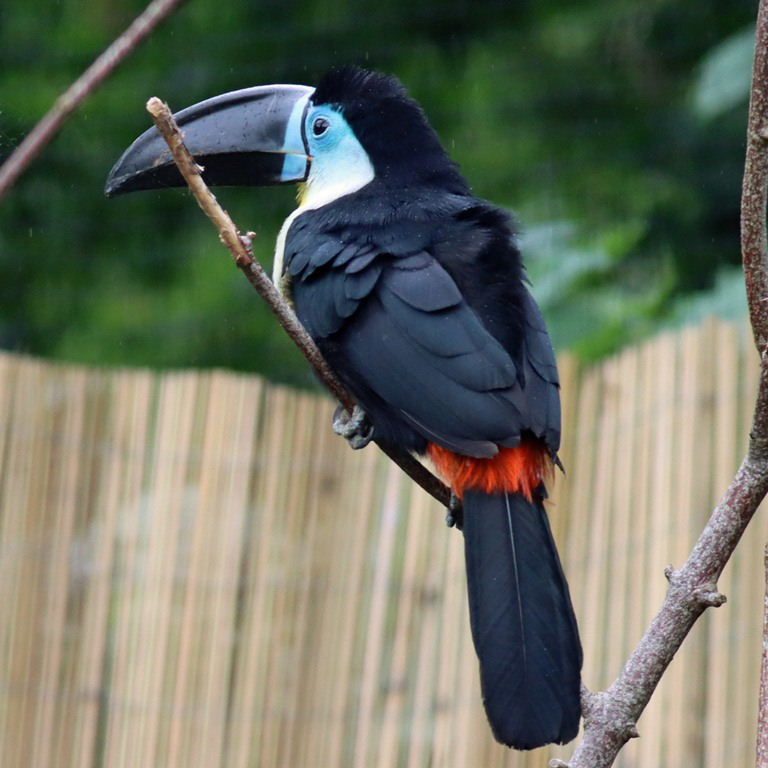 Channel-billed Toucan