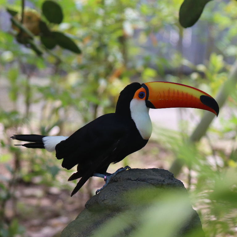 Toco Toucan