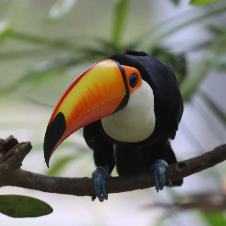 Toco Toucan