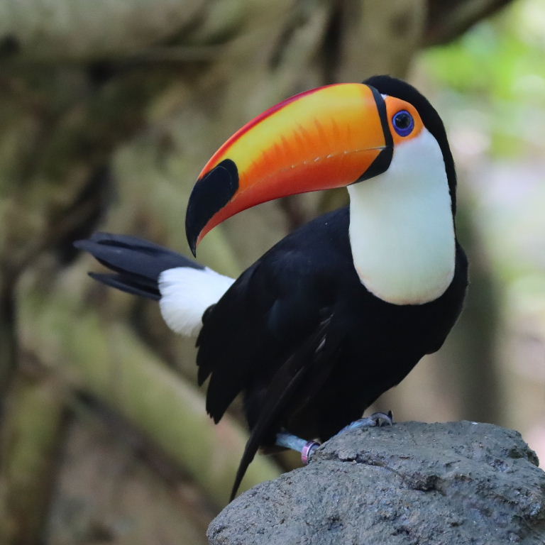 Toco Toucan