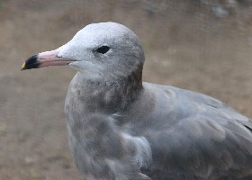 Japanese Black-tailed Gull