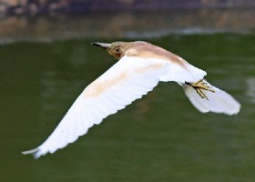 Squacco Heron
