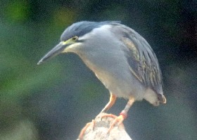 Striated Heron