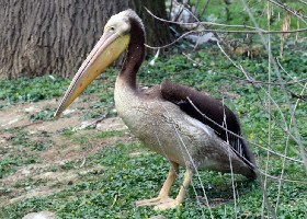 juvenile Great White Pelican