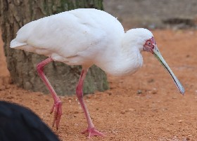 African Spoonbill