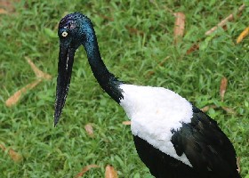 Black-necked Stork