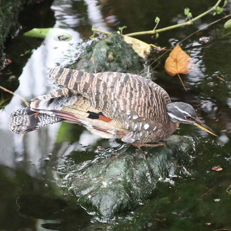 Sun bittern