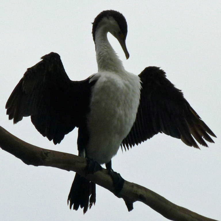 Pied Cormorant