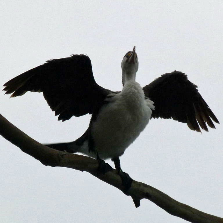 Pied Cormorant