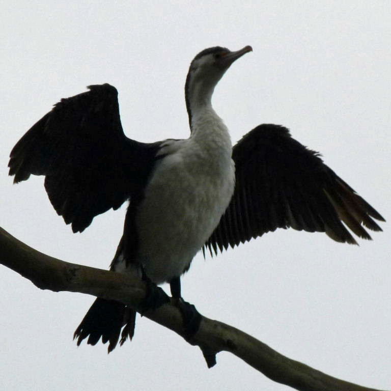Australian Pied Cormorant