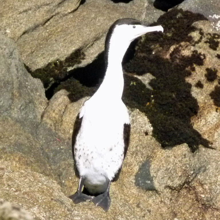 Pied Cormorant
