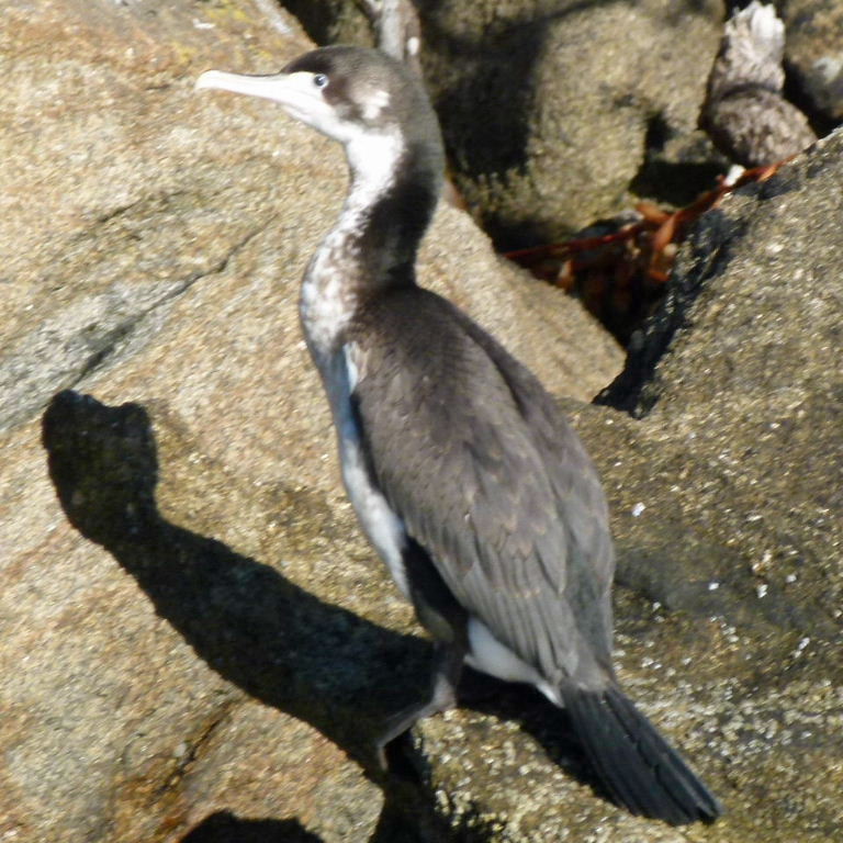 Pied Cormorant