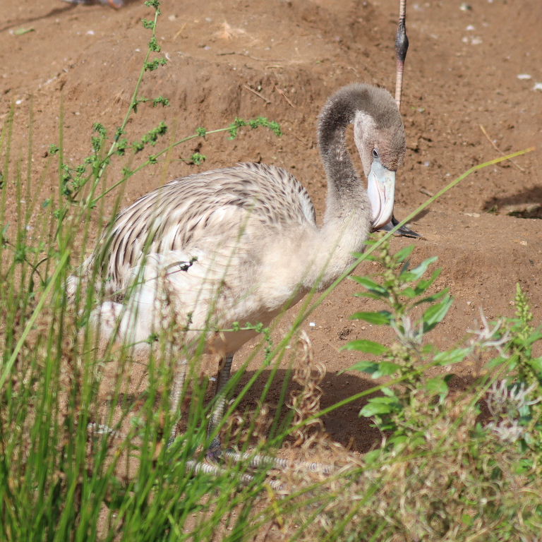 Caribbean Flamingo chick