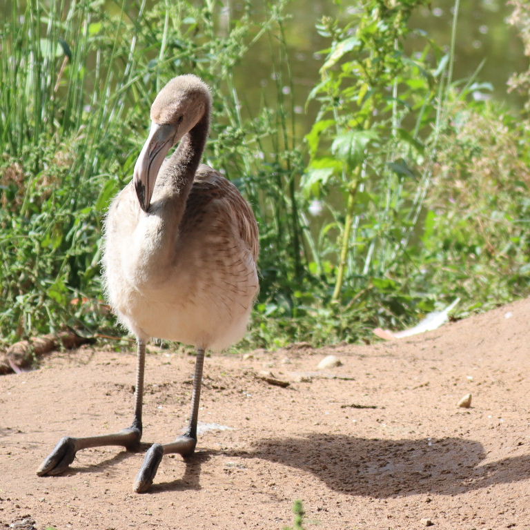 Caribbean Flamingo chick
